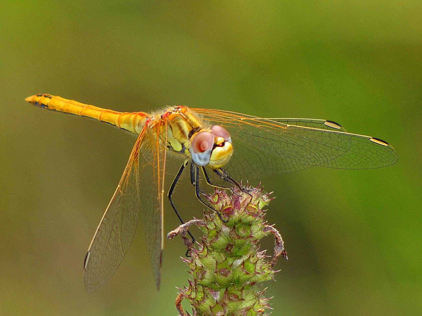 Sympetrum sp